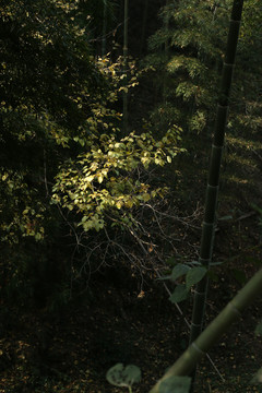 竹林里的一丛黄叶