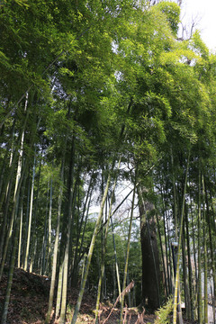 竹林里的大松树
