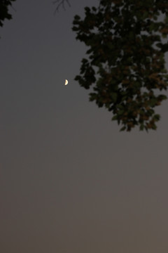 树梢的月亮