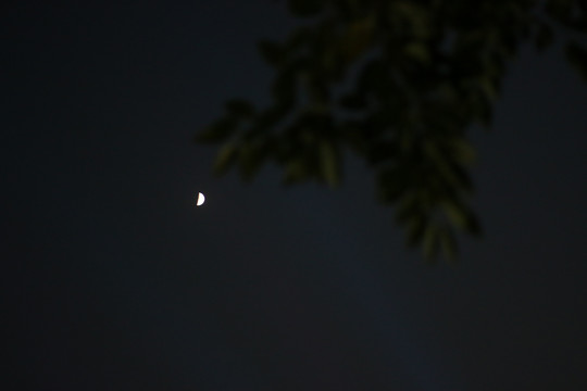 树梢的月亮