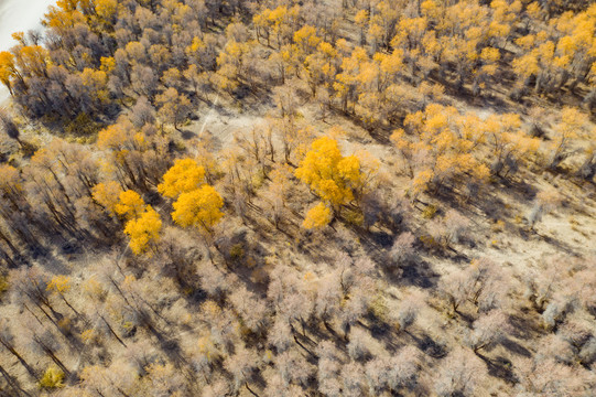 新疆喀什地区秋季的胡杨林