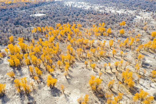 新疆喀什地区秋季的胡杨林