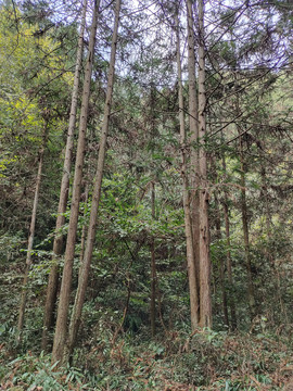 树林