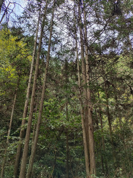 山林