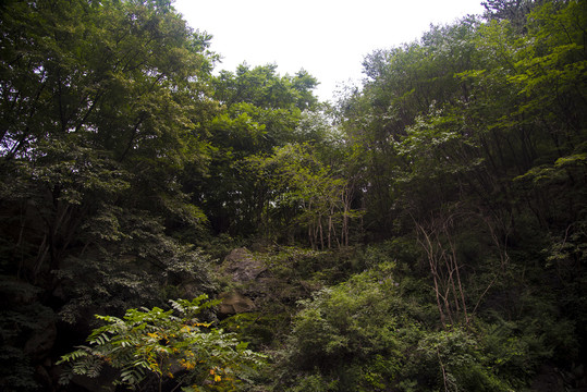 原始森林风景