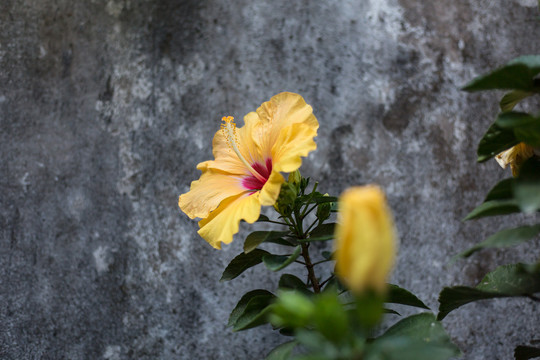 黄色朱槿花御衣黄