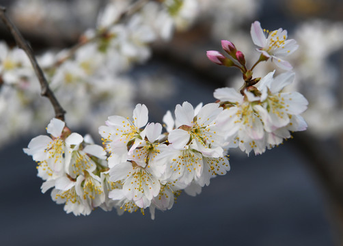 樱桃花