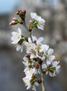 樱桃花