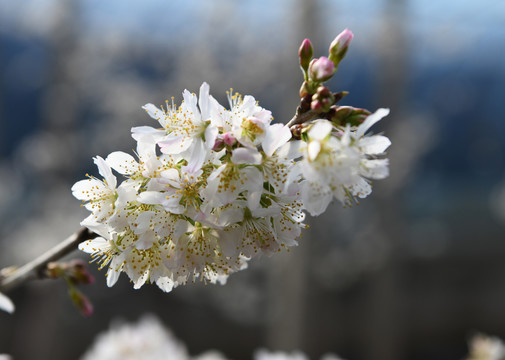 樱桃花