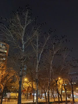 夜晚的乌鸦