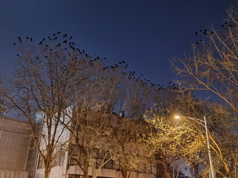 栖息树上的乌鸦