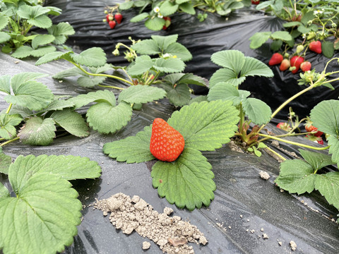 草莓种植基地