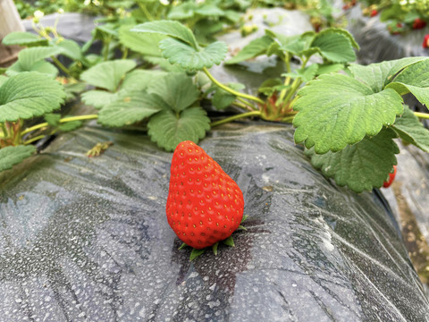 草莓生产地