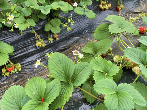 草莓花