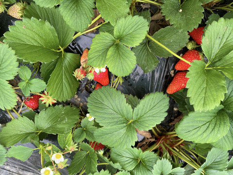 草莓种植基地