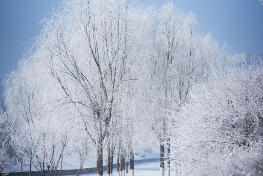 东北冬季雾凇树挂素材