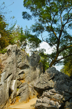 石林风景