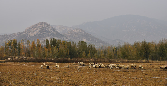 秋天山野牧羊