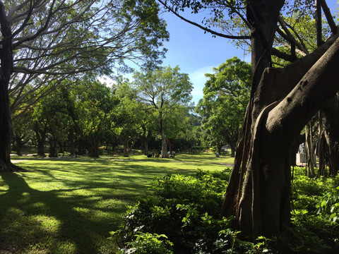 莲花山公园树林草地