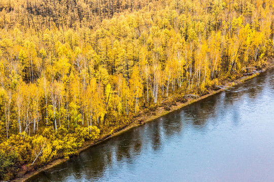 河边金色白桦树林