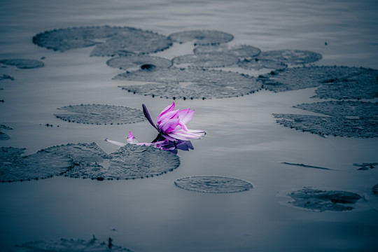 雨后浮莲