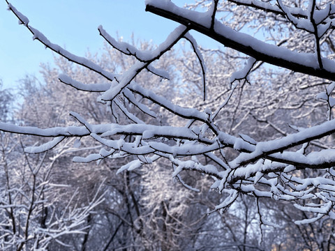 雪枝