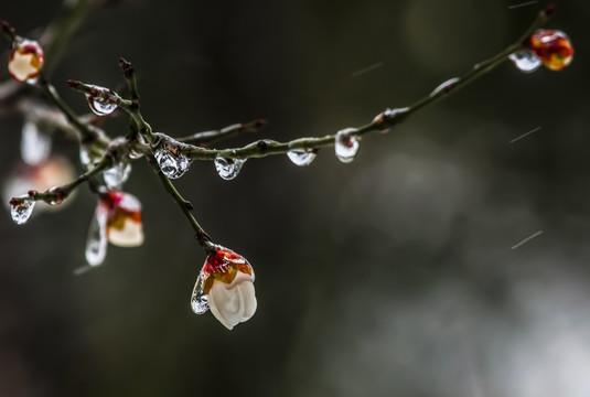 雪梅