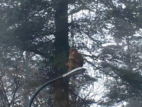 峨眉山猴