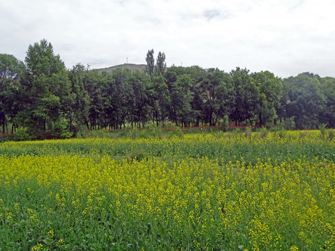 油菜田园