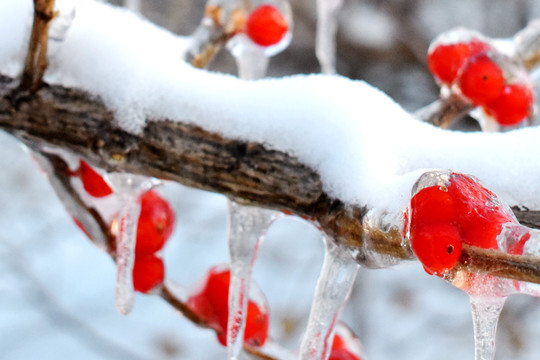 雪中忍冬