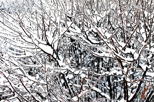 傲雪忍冬