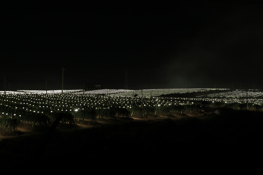 火龙果种植基地灯光
