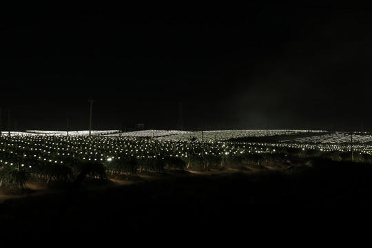 火龙果种植基地灯光