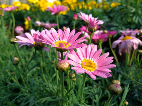 木春菊