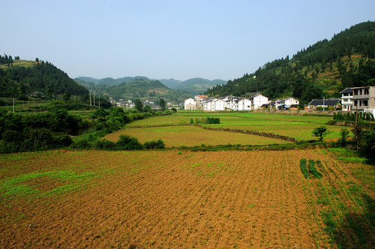 国酒茅台有机高粱基地