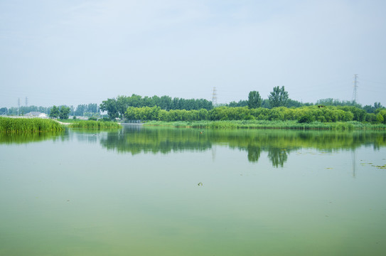 湿地自然生态系统