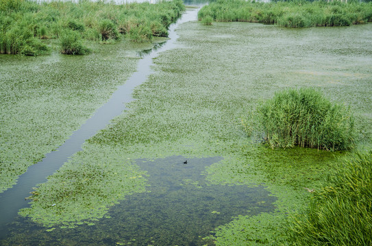 湿地水生态