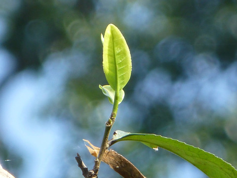 大叶种茶树茶叶特写