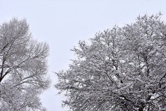 雪景