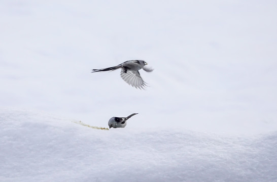 银喉长尾山雀在雪地上觅食嬉戏