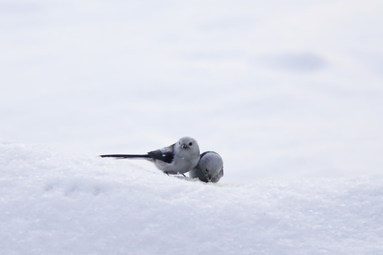 银喉长尾山雀在雪地上觅食嬉戏