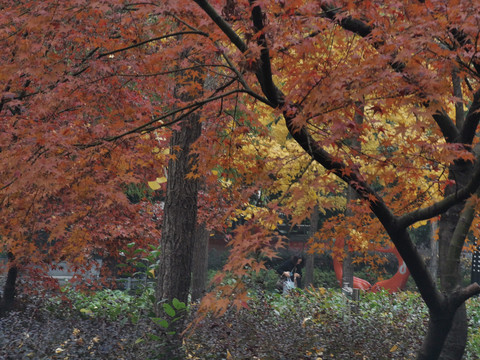 秋天景色树木