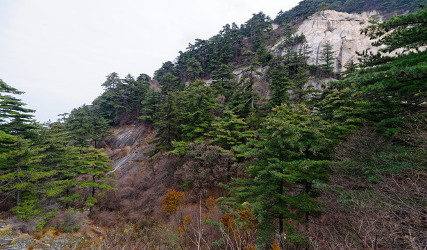 松树