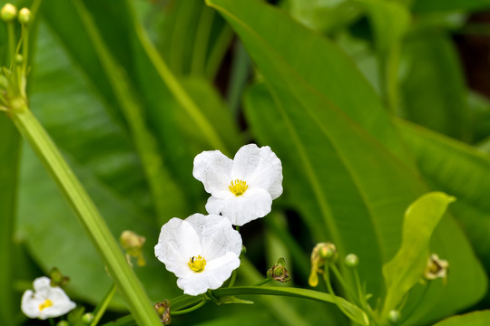 白花