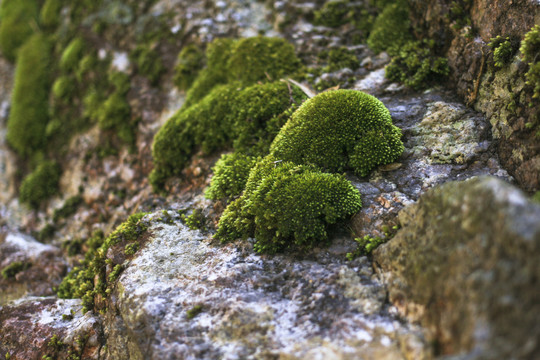 石头上的苔藓