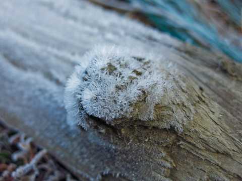 枯木上的霜晶特写