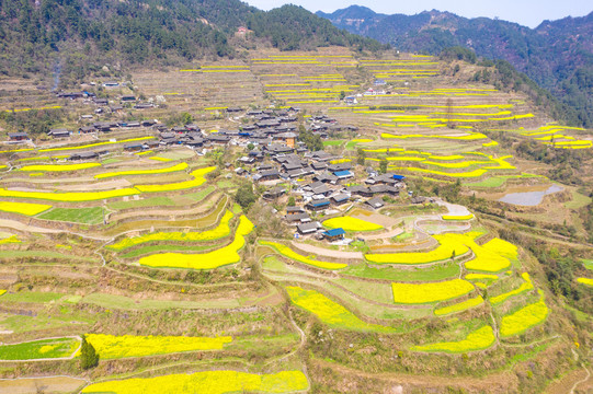 湖南湘西岩排溪梯田油菜花