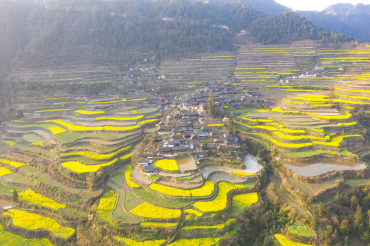 湖南湘西岩排溪梯田油菜花