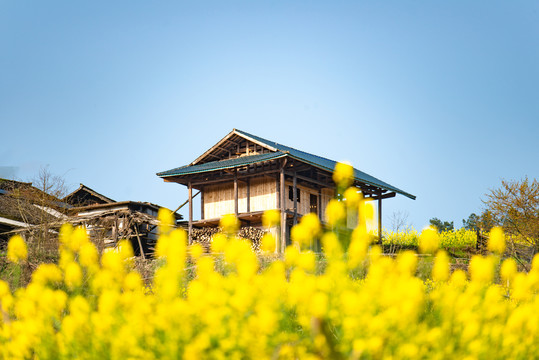 湖南湘西岩排溪梯田油菜花