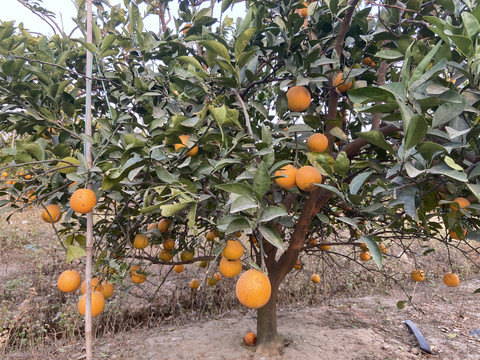 冰糖橙树